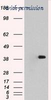 OriGene TA500470S image 1