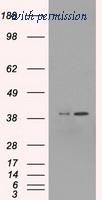OriGene TA500472S image 1
