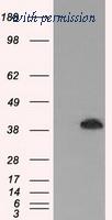 OriGene TA500473S image 1