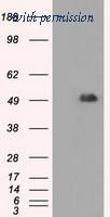 OriGene TA500481S image 1