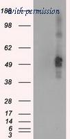OriGene TA500482S image 1