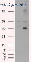 OriGene TA500483S image 1