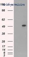OriGene TA500484S image 1