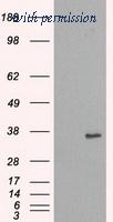 OriGene TA500511S image 1