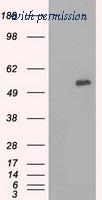 OriGene TA500513AM image 1