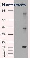 OriGene TA500519S image 1