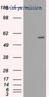 OriGene TA500525S image 1