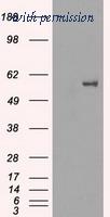 OriGene TA500527S image 1