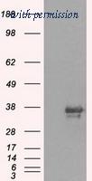OriGene TA500529S image 1
