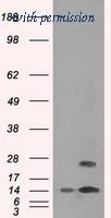 OriGene TA500532BM image 1