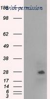 OriGene TA500544S image 1