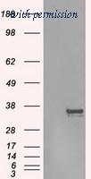 OriGene TA500553S image 1