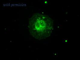 OriGene TA500554AM image 1
