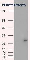 OriGene TA500560S image 1