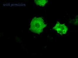 OriGene TA500563S image 1