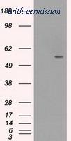 OriGene TA500575AM image 1