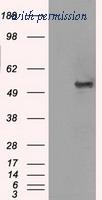OriGene TA500576S image 1