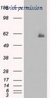 OriGene TA500595S image 1