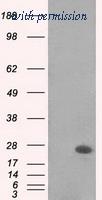 OriGene TA500617S image 1