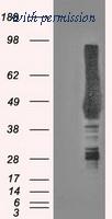 OriGene TA500623BM image 1