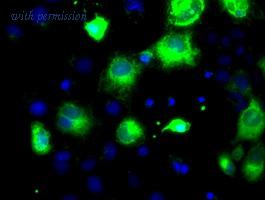 OriGene TA500628S image 1