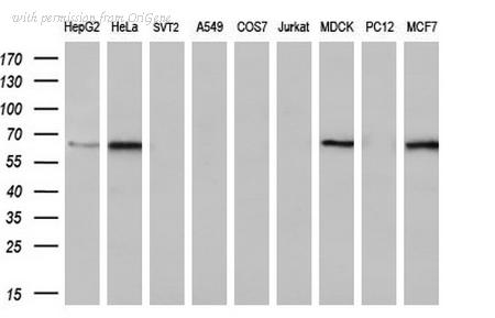OriGene TA500629S image 1