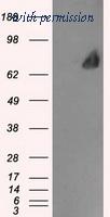 OriGene TA500636S image 1
