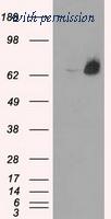 OriGene TA500637S image 1