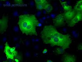 OriGene TA500638S image 1