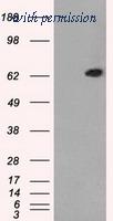 OriGene TA500640S image 1