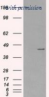 OriGene TA500641S image 1