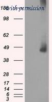 OriGene TA500644S image 1