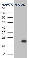 OriGene TA500680S image 1