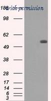 OriGene TA500681S image 1