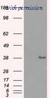 OriGene TA500701S image 1
