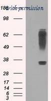 OriGene TA500704S image 1