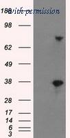 OriGene TA500730S image 1