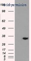 OriGene TA500740S image 1