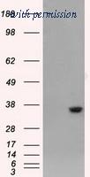 OriGene TA500746S image 1