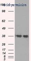 OriGene TA500747S image 1