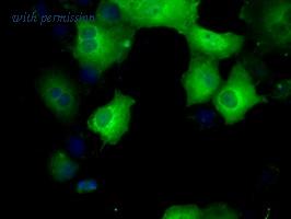 OriGene TA500748S image 1