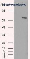 OriGene TA500751S image 1