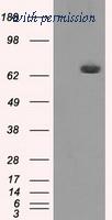OriGene TA500752S image 1