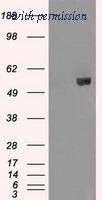OriGene TA500783S image 1