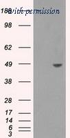 OriGene TA500784S image 1