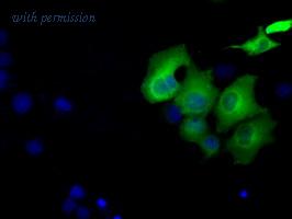 OriGene TA500785S image 1