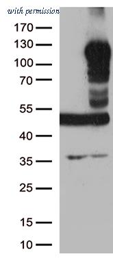 OriGene TA500794S image 1