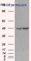 OriGene TA500796S image 1