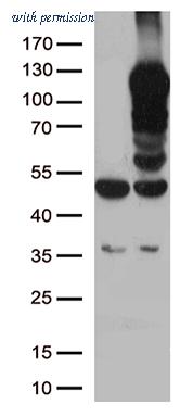 OriGene TA500815S image 1