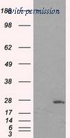 OriGene TA500817S image 1